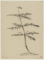 BB+ 041
<br/>
Kapokboom
<br/>
<em>Koning, Elisabeth Johanna (1816-1887)</em>